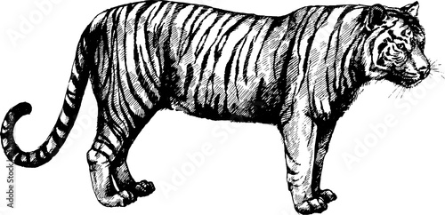 Fototapeta Naklejka Na Ścianę i Meble -  vector set wild cats illustration, tiger