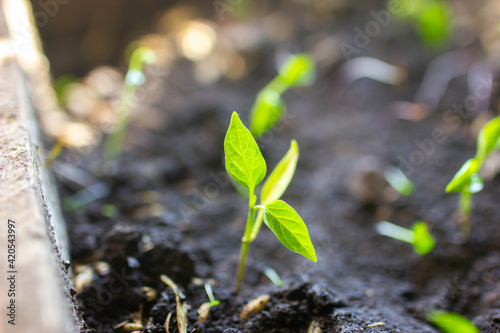 sprouted pepper sprouts in spring