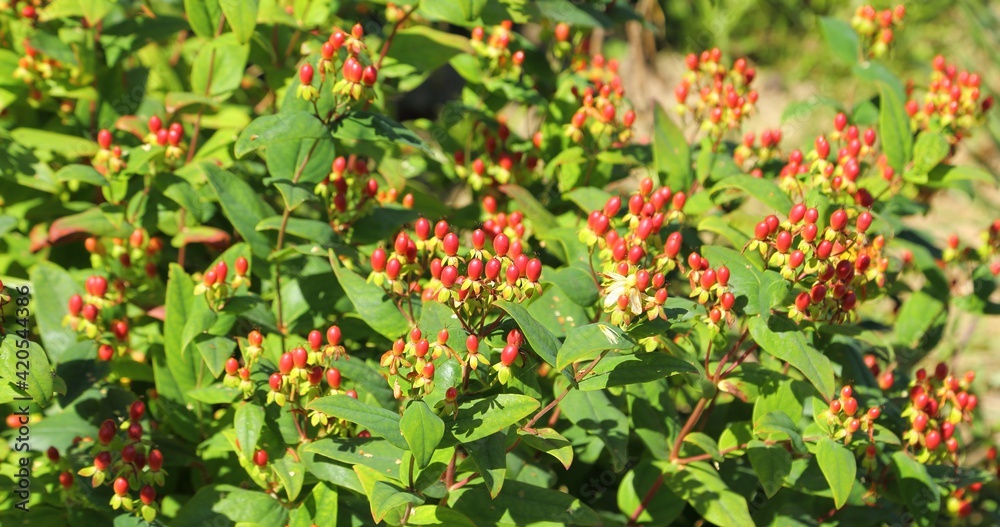 Tutsan plant. Tutsan plant.