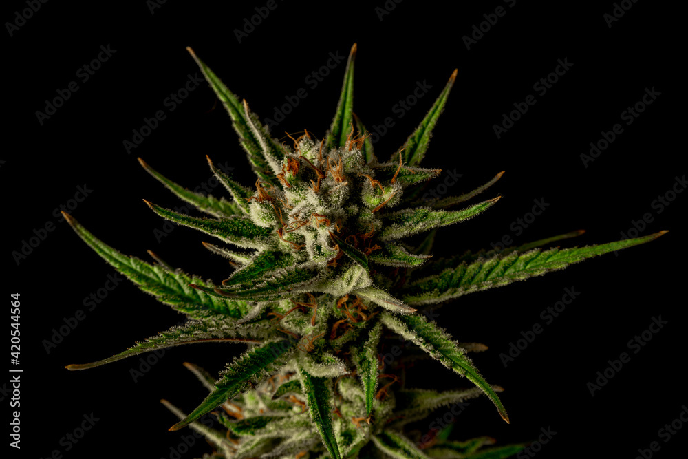 S.A.G.E. variety of marijuana ripened flower with black and gray background S.A.G.E. variety of marijuana ripened flower with black and gray background