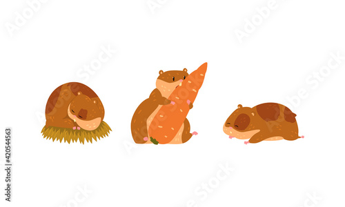 Cute Hamster as Small Pet with Cheek Pouches Sleeping on Grass and Gnawing Carrot Vector Set