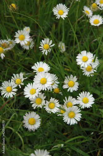 Wiese mit Gaensebluemchen