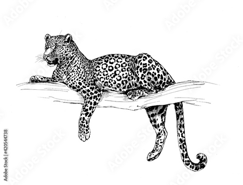 Photography leopard wild cats illustration