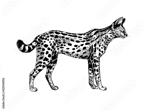 serval wild cats illustration