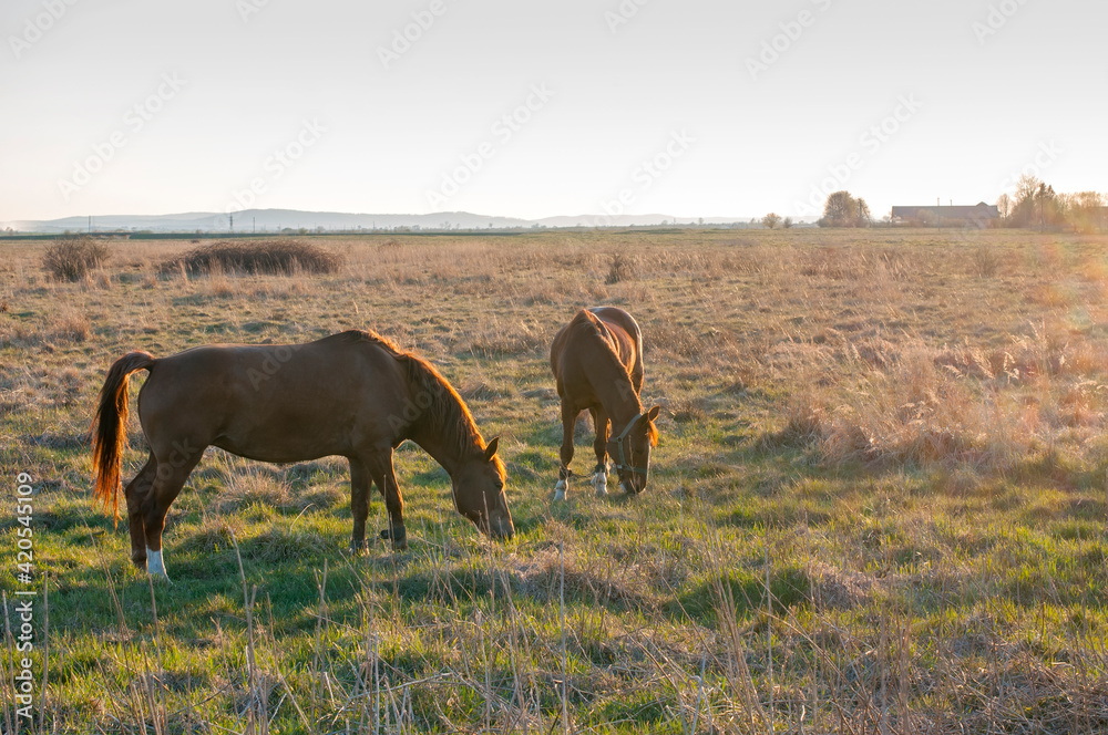 Horses grazing, walking at sunset with picturesque sky Horses grazing, walking at sunset with picturesque sky