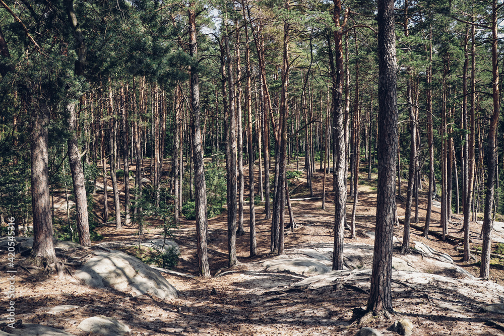 Hidden rocks around a small village Prosec in the middle of the Czech Republic. Sandstone rocks called Maštale. Desolate forest around these rocks.