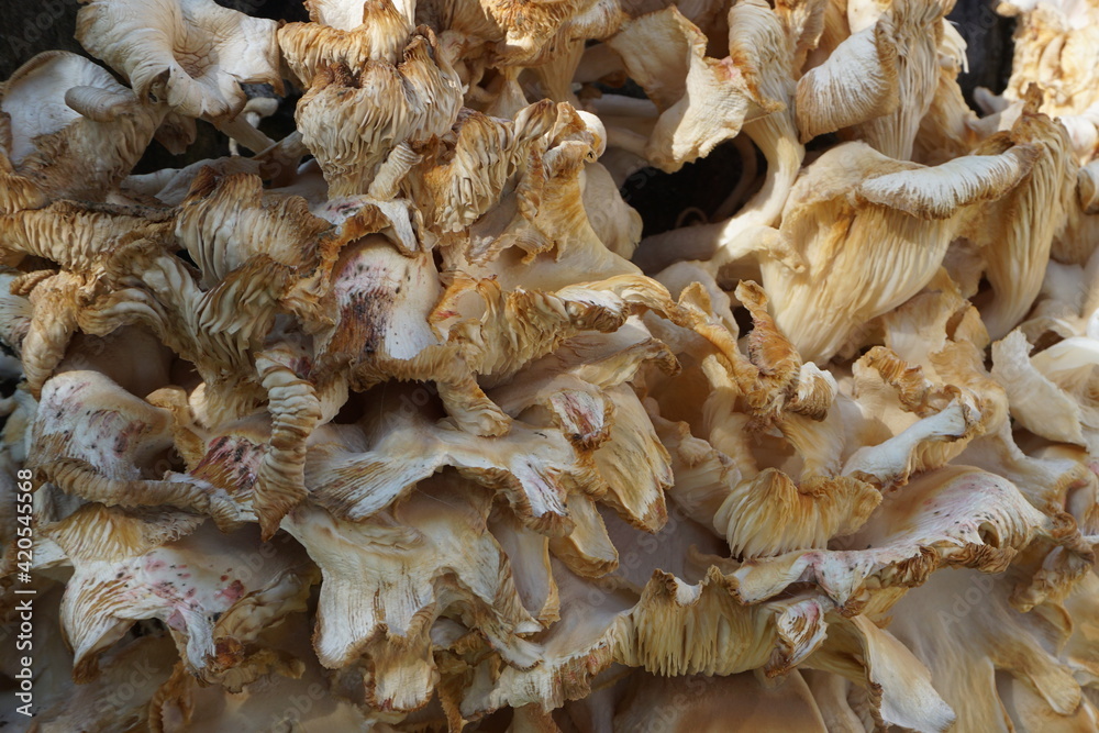 mushroom textures mushroom textures