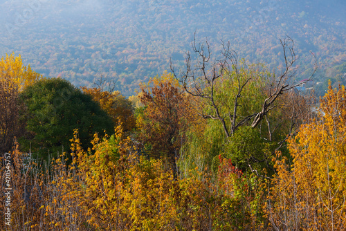 Autumn trees with beautiful bokeh, Armenia