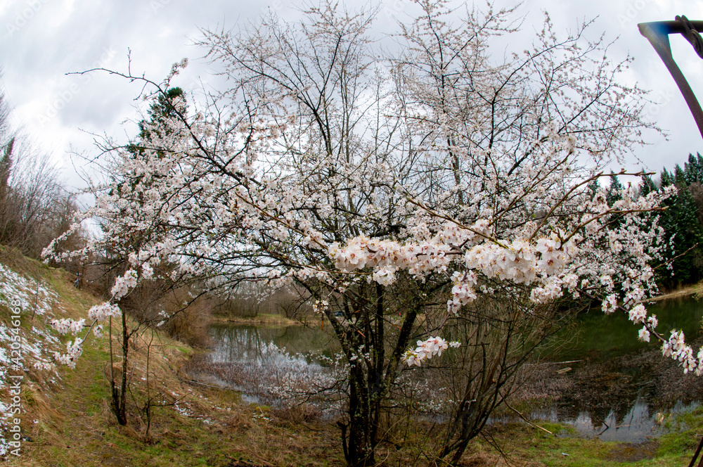 Cherry blossom isolated with blur forest flower background, beautiful white flowers in spring. Cherry blossom isolated with blur forest flower background, beautiful white flowers in spring.
