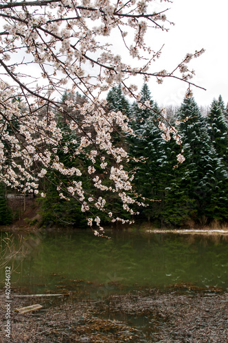 Cherry blossom isolated with blur forest flower background, beautiful white flowers in spring.