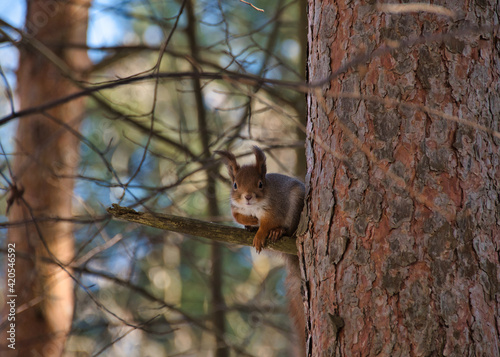 A ginger squirrel with a gray tint and a white breast, with fluffy ears, sits on a pine branch in the shade of a forest on a sunny spring day. © Alexander Korotkov