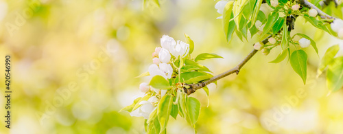 Beautiful panoramic spring landscape with blooming white apple tree flowers and bokeh background