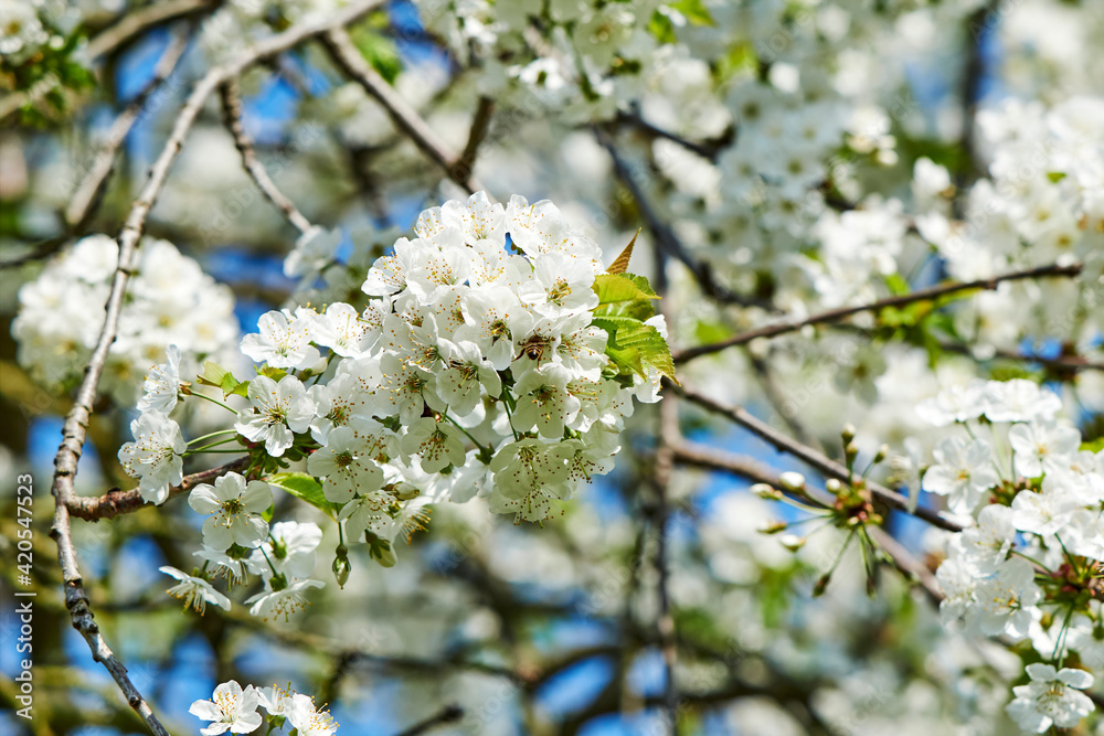 Obraz premium Spring impressions with fruit blossoms in the sunshine in front of the vibrant color of the blue sky.