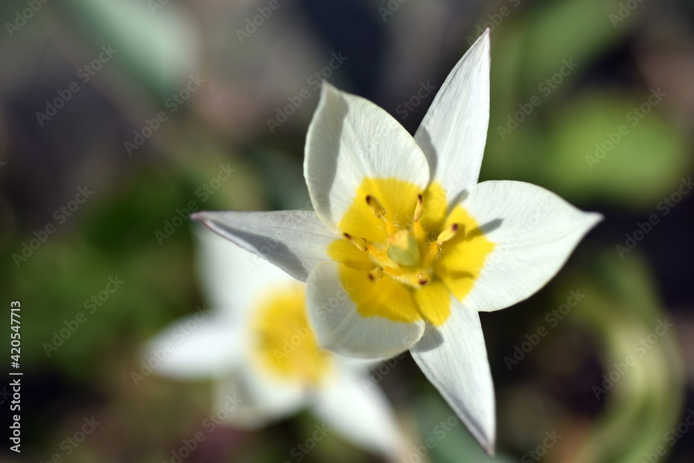 Wild tulip flowers in spring Wild tulip flowers in spring