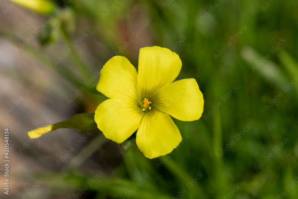 flor amarilla vinagreta común flor amarilla vinagreta común