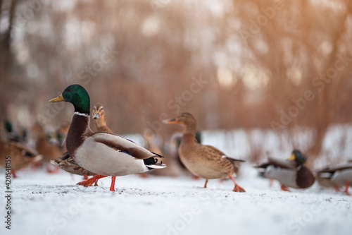 Wild ducks on snow in wintertime, Anas platyrhynchos