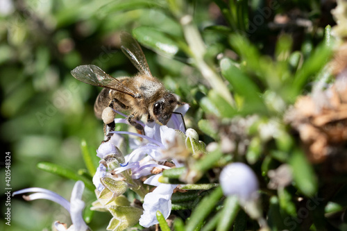 Abeja melífera en la flor de romero (Apis mellifera Linnaeus)