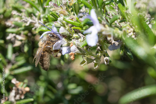 Abeja melífera en la flor de romero (Apis mellifera Linnaeus)