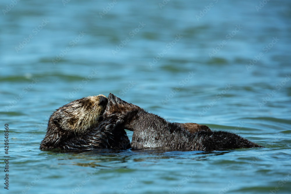 A Sea Otter Grooming