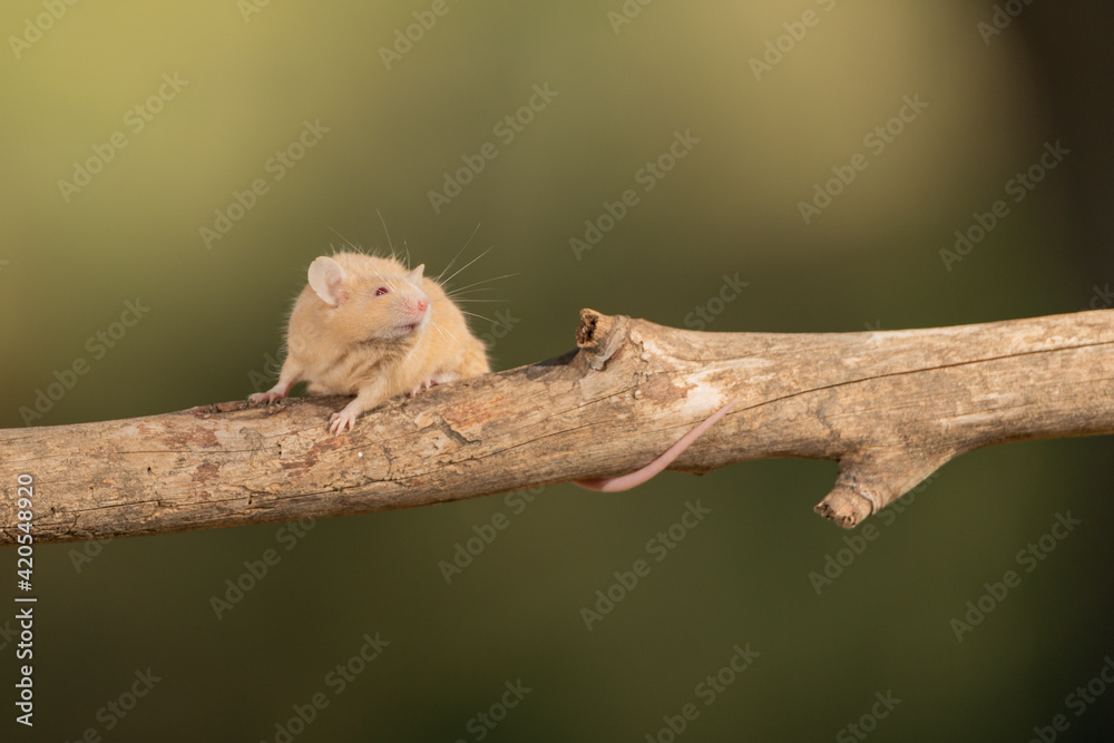 ratón común trepando por una rama (Mus musculus)
