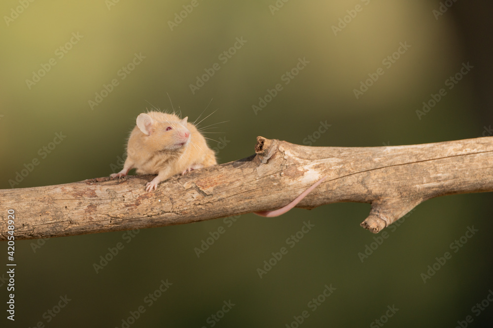 ratón común trepando por una rama (Mus musculus) ratón común trepando por una rama (Mus musculus)