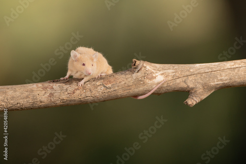 ratón común trepando por una rama (Mus musculus)