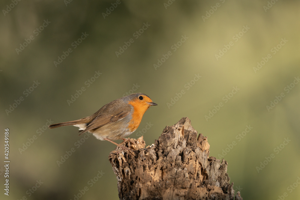 Petirrojo europeo posado en un tronco de un árbol  (Erithacus rubecula)