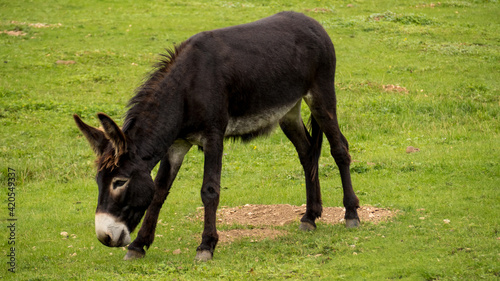 Brown donkey feeding on an apple on the grass
