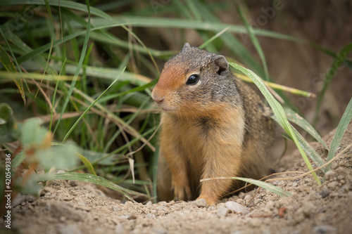 Columbian Ground Squirrel