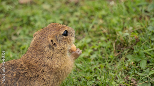 An adult ground squirrel eating a wallnut on the ground