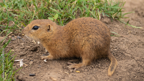 An adult ground squirrel walks across the grass