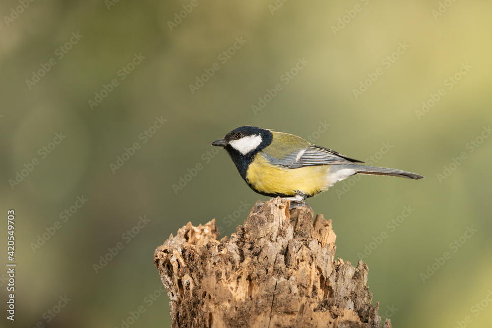carbonero común posado en un tronco(Parus major) carbonero común posado en un tronco(Parus major)
