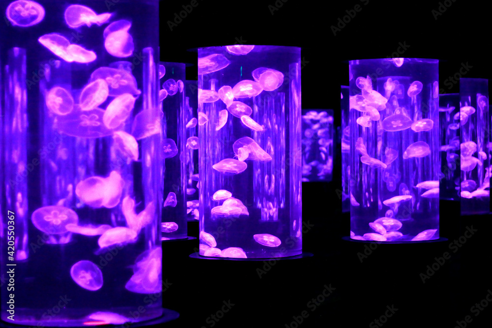 colorful photo of jellyfish  in captivity.
