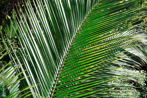 Palm Leafs in the garden