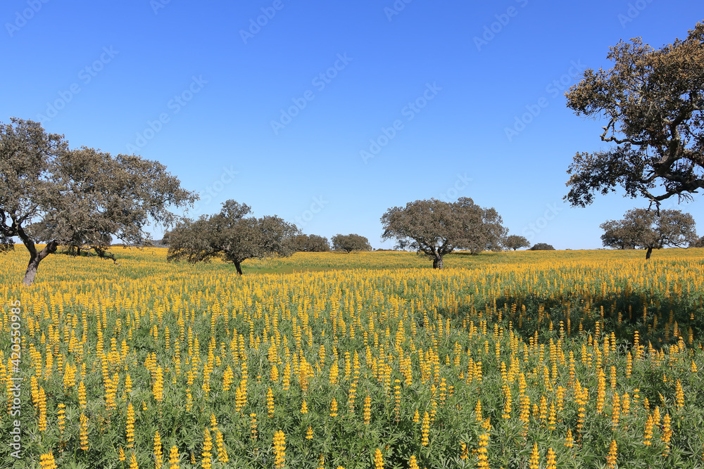 A field of yellow Lupine flowers (Lupinus luteus)