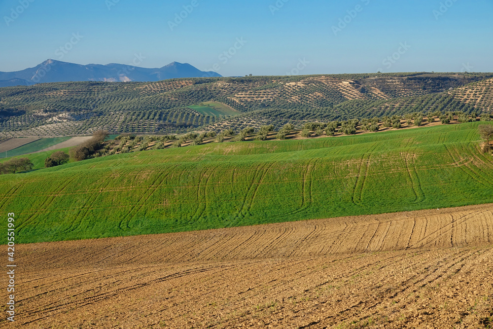 Andalusian rural landscape at sunrise with hills and different types of crops