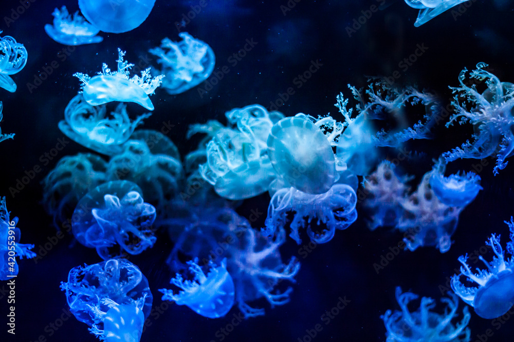 colorful photo of jellyfish in captivity. colorful photo of jellyfish in captivity.