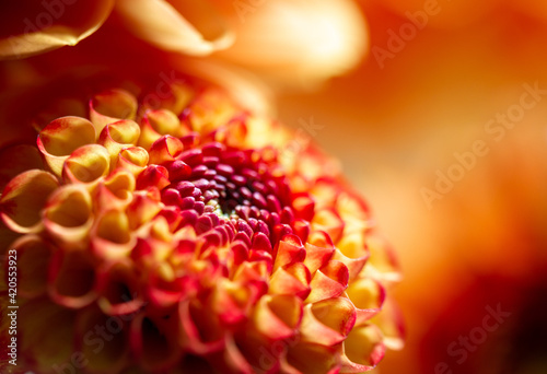 Dahlia macro photo