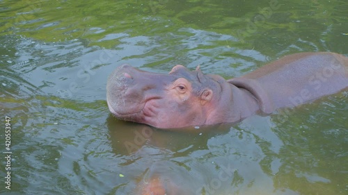A hippo swimming in water photo