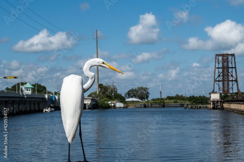 Great white Egret bird resting on the pier near St. Lucie River, Downtown historic Stuart, Florida. photo