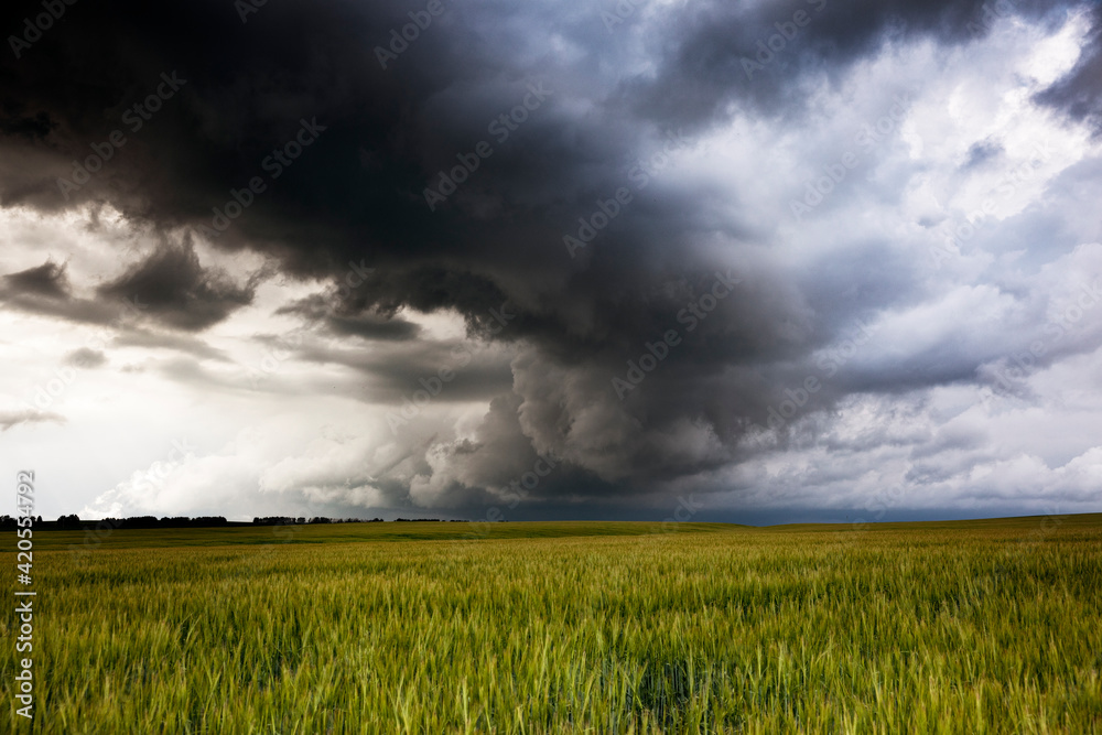 Summer storm over a farmers crop. Summer storm over a farmers crop.