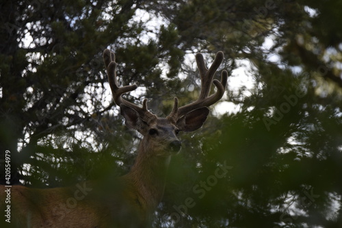 Mule deer buck in velvet hiding and watching great basin national park