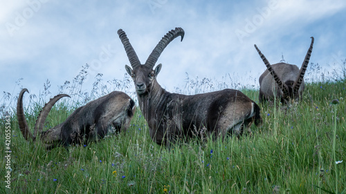 Group of wild ibex grazing photo