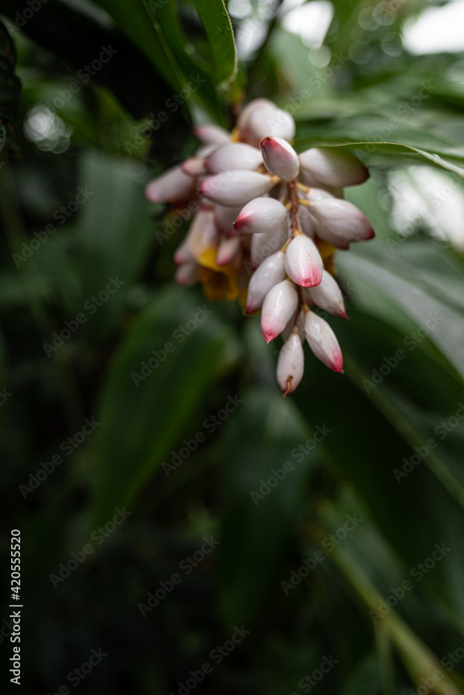 Fototapeta premium pink flower