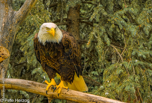 A bald eagle on a tree branch here in Montana.
