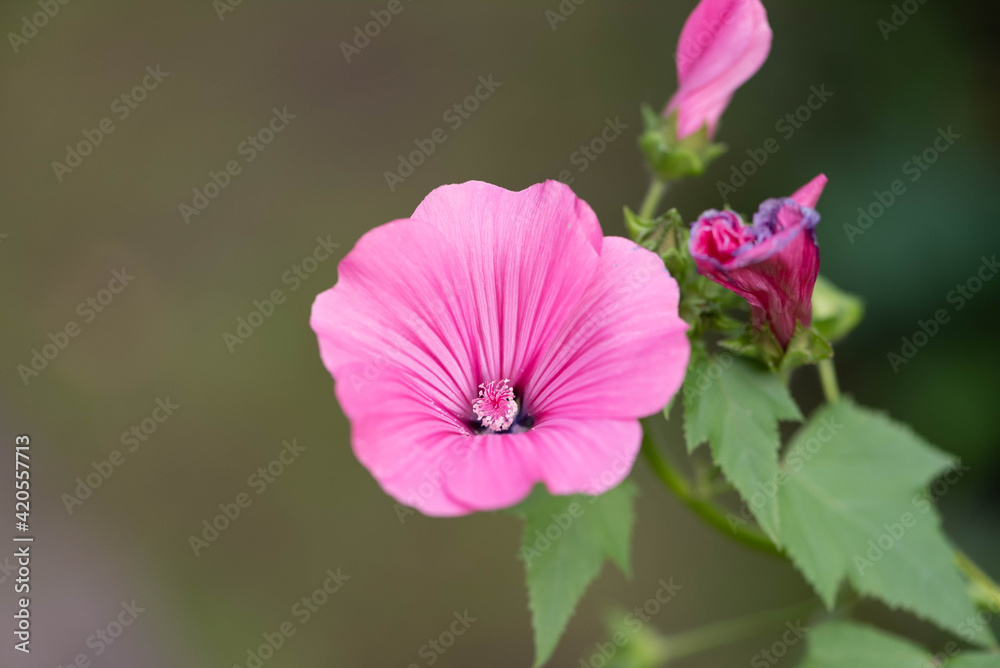 Hibiscus flower in a garden. The pink flower close up.
Hibiscus flower in a garden. The pink flower close up.