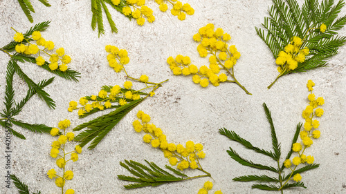 Pattern with spring mimosa flawers flat lay on light background photo