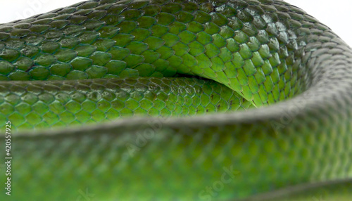 Green snakeskin close-up