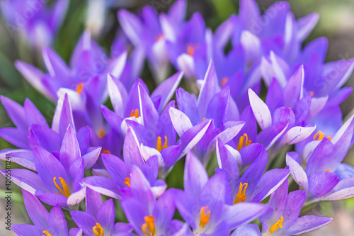 Purple crocus blossoms in early springtime