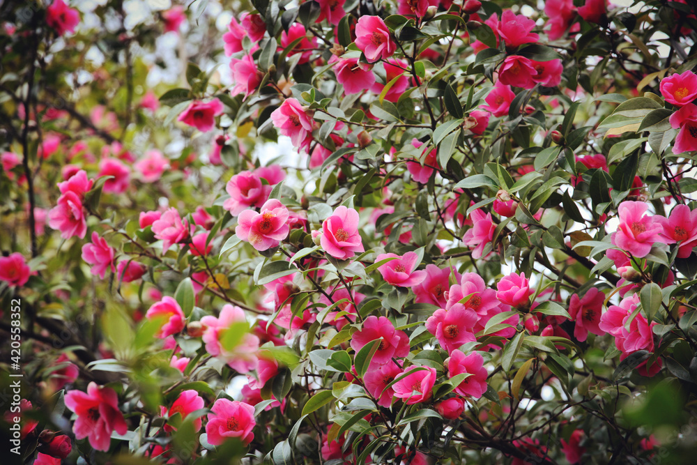 Pink Camellia x williamsii 'Mary Christian' in flower Pink Camellia x williamsii 'Mary Christian' in flower
